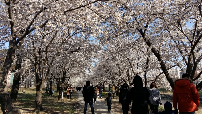 벚꽃 길 봄나들이를 즐기는 주민들의 모습