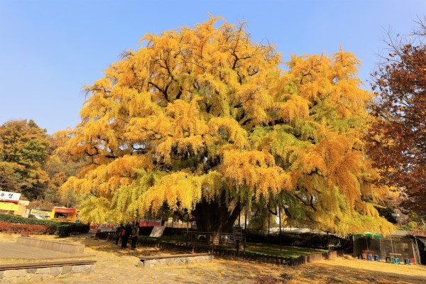 인천시 장수동에 있는 800년된 은행나무