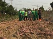 입북동 고구마 수확에 참여한 봉사자들  