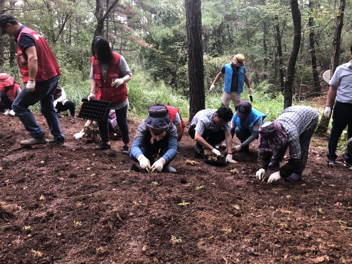 시민들이 칠보산 습지에 '칠보치마'를 이식하고 있다