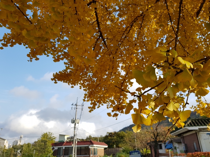 노란 은행잎, 자목마을의 입구에 있는 나무 