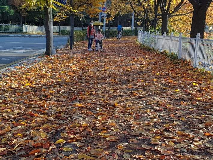 이번 주말 낙엽을 밝으며 저물어가는 가을을 즐겨보자. 