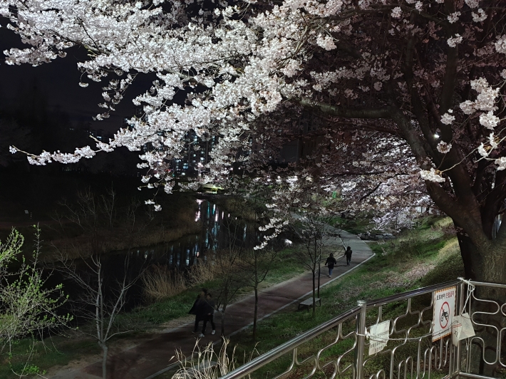 서호천에 벚꽃이 흐드러지게 피어 지역주민들에게 볼거리를 제공하고 있다.  