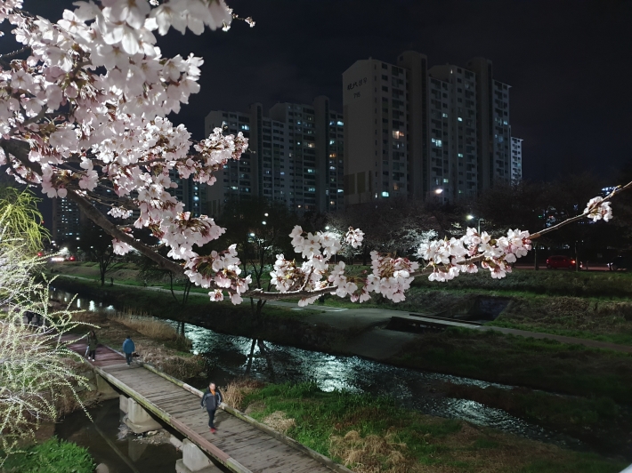 지역주민들이 서호천에 활짝 핀 벚꽃을 보며 금요일 저녁을 즐기고 있다. 