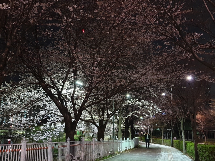 서호천 상류에서 서호공원까지 벚꽃 행렬이 아름답다. 