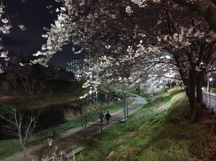 서호천 산책로 주변에 활짝 핀 벚꽃이 한 폭의 그림처럼 아름답다. 