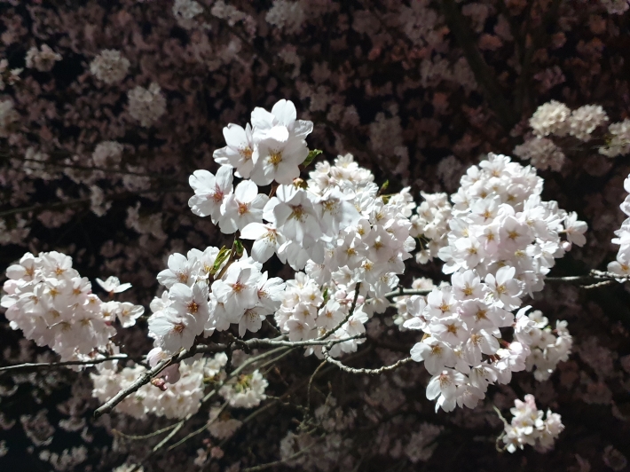 서호천에 핀 벚꽃이 하얀 꽃구름 아름답다. 