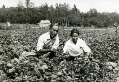  1960년대 노송지대 딸기밭. 사진/이목동 유예식 선생 제공 