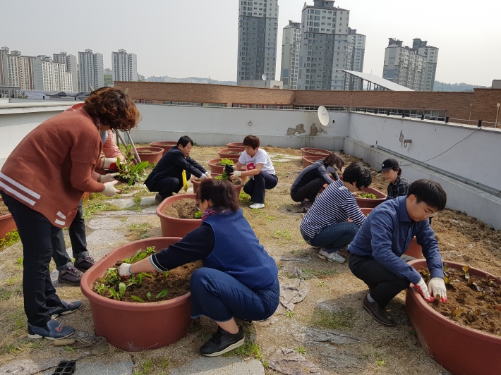 광교2동 행정복지센터 옥상 텃밭에 상추모종을 심는 모습