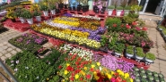 구운동 수원지구 원예농협 수원유통센터 화원 앞 봄꽃이 진열되어 있다. 
