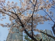 아파트 사이로 보이는 벚꽃이 참 아름답다. 