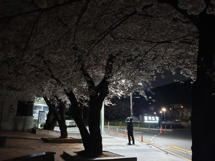 '경기도청 벚꽃' 40년생 아름드리 300여 그루가 꽃망울을 터뜨리며 자태를 한껏 뽐내고 있다.
