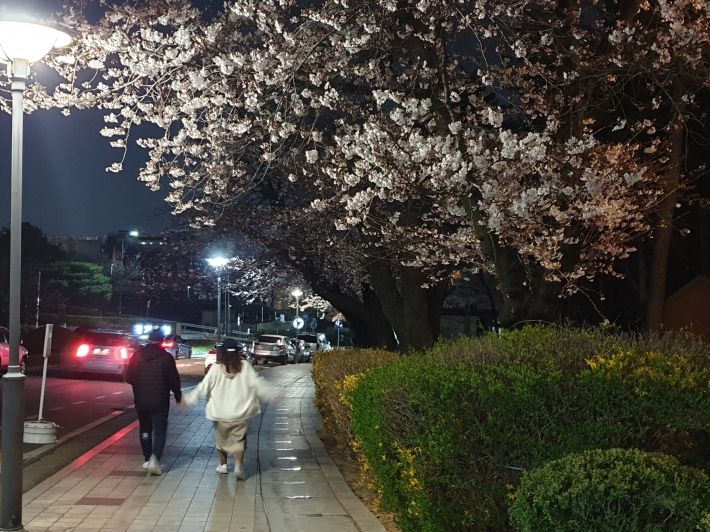 일부 시민이 야간시간에 벚꽃을 즐겼다.