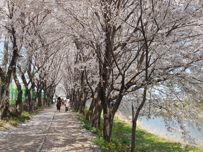 오현초등학교 담장과 황구지천 사이로난 벚꽃 터널은 한적하고 걷기에도 좋은 흙길이다.