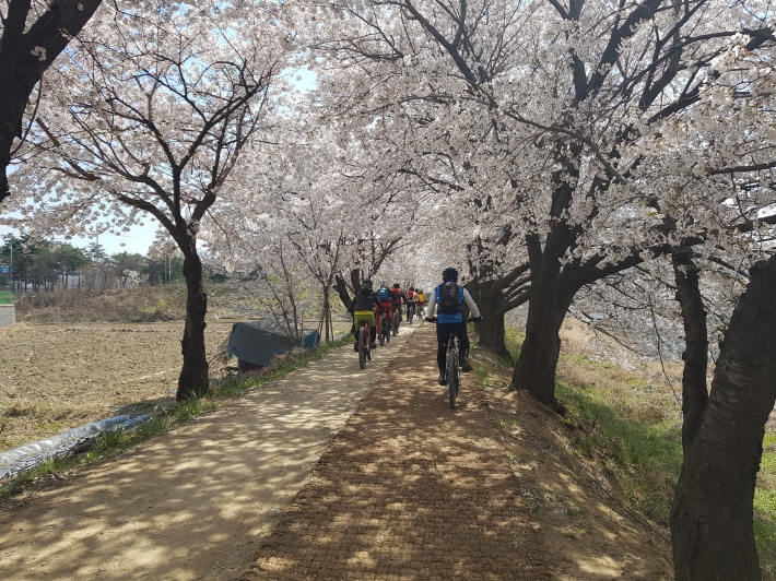 자전거를 타고 벚꽃 오솔길의 경관을 즐기는 사람들도 볼 수 있다.