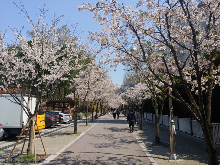 권선동 온정나눔 문화거리 벚꽃터널