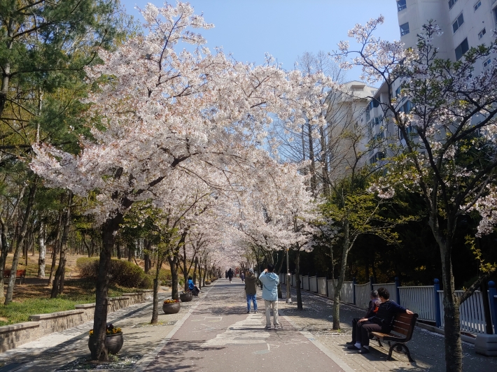 걸음을 멈추고 벚꽃 사진을 찍은 사람들