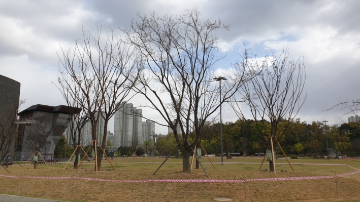 광교호수공원 재미난밭에 도시숲으로 식재된 느티나무. 