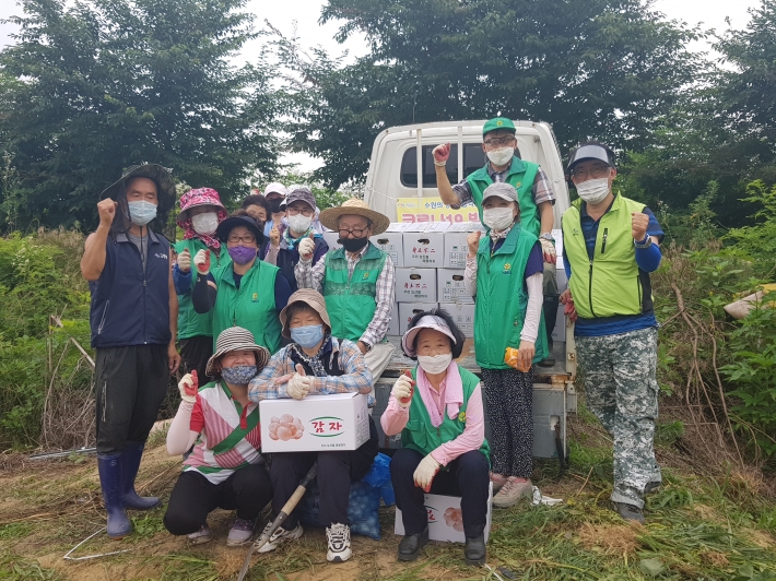 고등동 새마을지도자협의회와 통장협의회 회원들이 감자수확의 기쁨을 함께하고 있다.