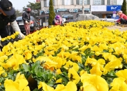 7일 남수원중학교 앞 교통섬을 꽃으로 꾸미고 있다. 
