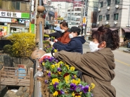 매교동 주민들이 봄을 맞이하여 매세교 화분거리에 꽃을 심고있다. 