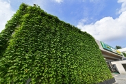 지난해 수원시청에 설치된 그린커튼이 잘 자라 시청사가 녹색으로 뒤덮인 모습.