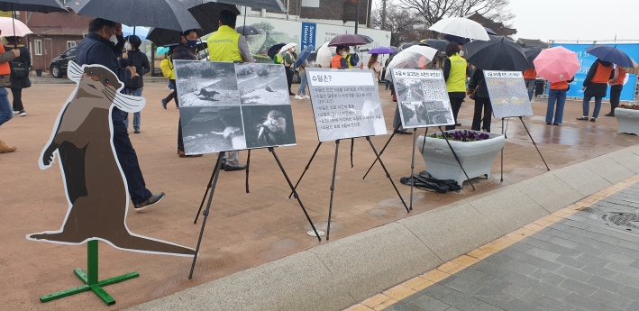 화홍문 광장에 마련된 '수달 서식지 보전 캠페인' 홍보 팻말.