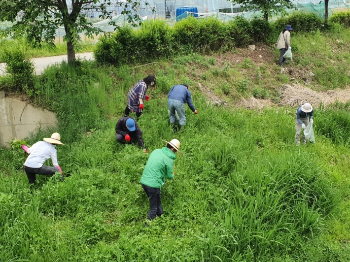 '민·관 합동 생태계교란 야생식물 퇴치활동' 참여자들이 15일 오전 수원천 일원에서 야생식물을 제거하고 있다. 