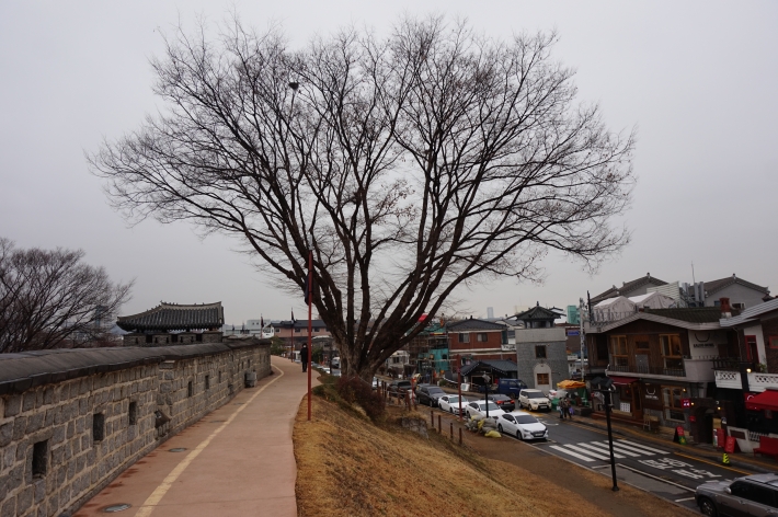성벽 위에 있는 거대한 느티나무. 그 옆에 있는 사람과 비교해보면 그 크기를 알 수 있다.