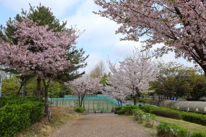 봄이면 꽃들이 만발하는 곳 '서호꽃뫼공원'