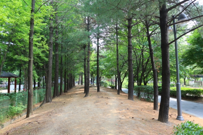 산책로 옆 나무 그늘 아래 숨겨진 소나무길을 걷는 재미!
