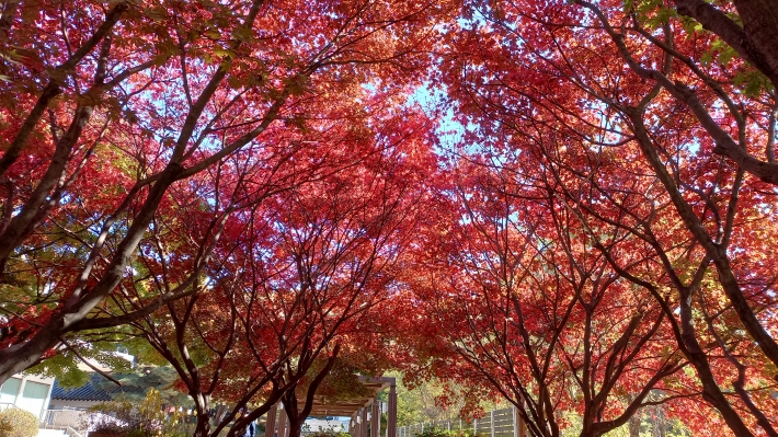 효행공원 붉은 단풍잎 풍경