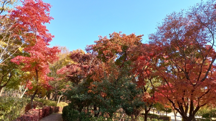 만석공원 붉은 단풍잎 풍경