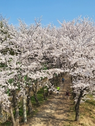 남녀노소 즐길 수 있는 벚꽃 산책길 