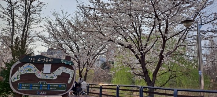 신동수변공원 벚꽃이 피었다