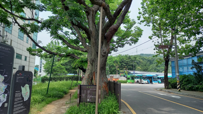 법화당 맞은 편에는 400년이 넘은 느티나무가 있다. 이 길은 녹음이 풍부하고 아름답다. 좌측 글 판에는 괴목정교와 법화당 관련 전설을 안내하고 있다.   