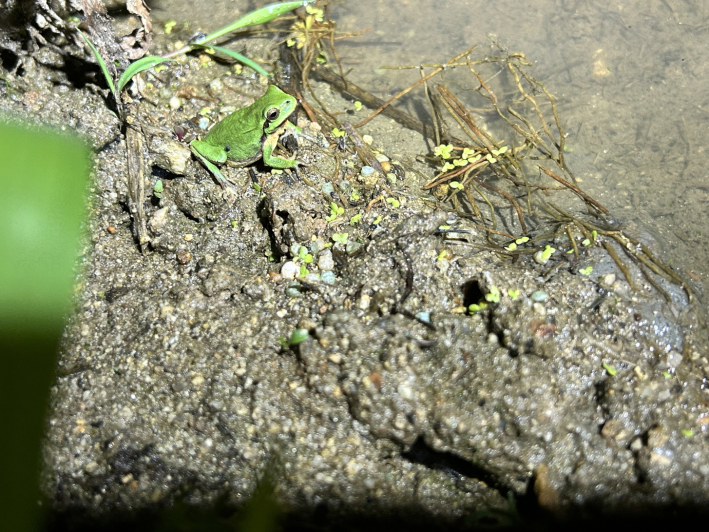 5월 31일 발견한 수원청개구리    