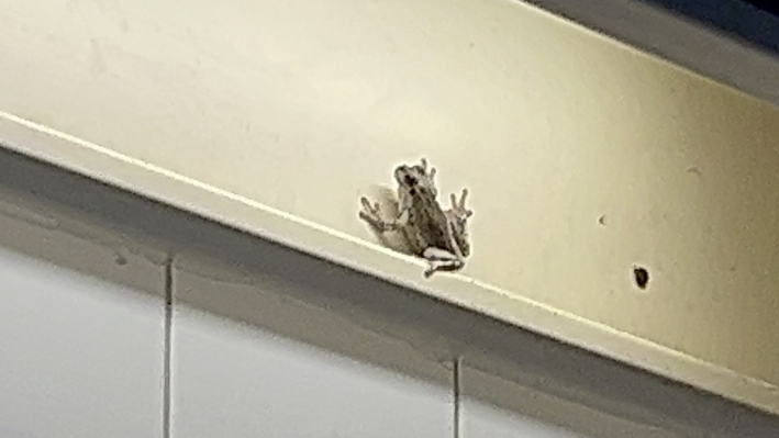 인계예술공원 내 화장실 세면대에 여름마다 출몰하는 개구리