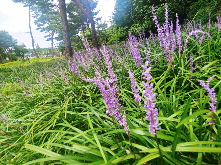 연보라빛 맥문동 꽃들이 장관을 이룬 노송공원