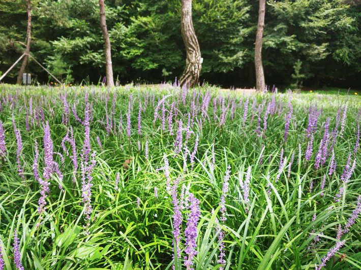 푸른 물결위에 보라색 꽃을 피운 맥문동이 노송공원의 여름을 물들이고 있다.