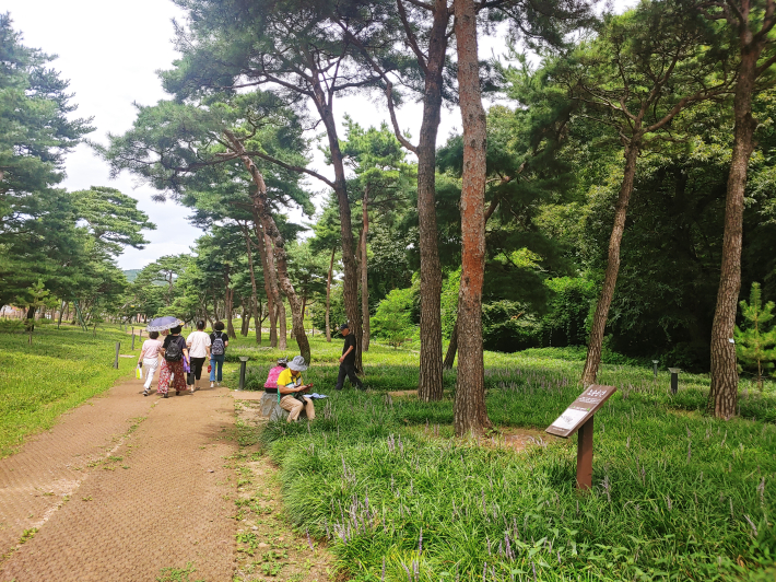 한무리의 사람들이 노송공원을 산책하고 있으며 사진작가들이 맥문동과 어울어진 풍경을 카메라에 담고 있다.
