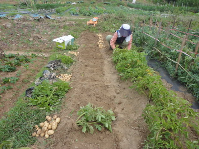 장마가오기전 텃밭에서 감자를 캐는 농부