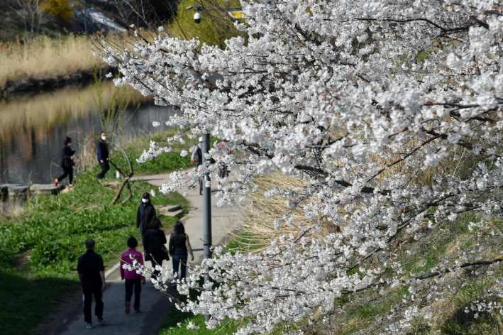 서호천에 피어난 벚꽃들을 시민들이 즐기고 있다.