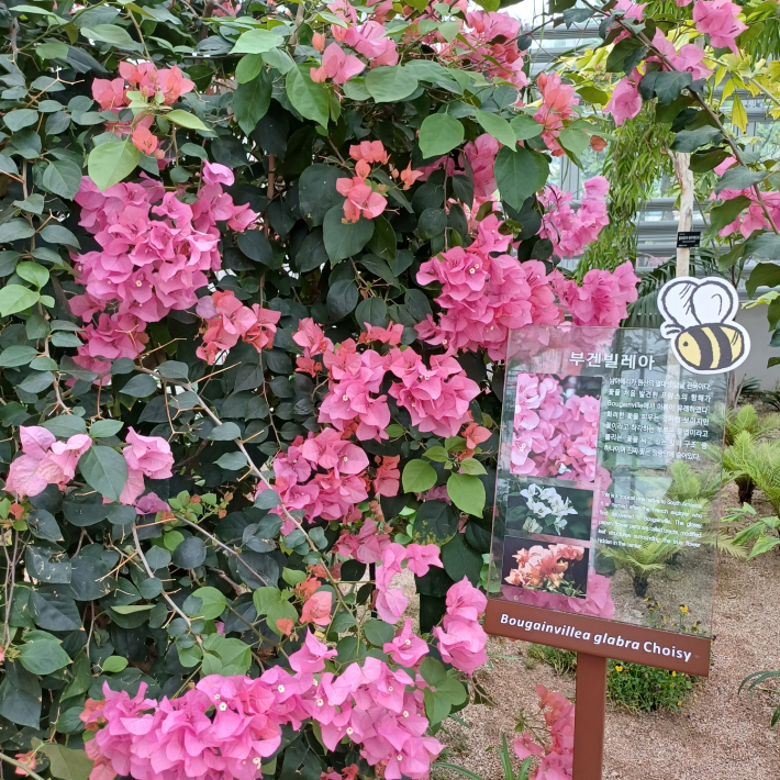 온실안의 봄꽃분홍빛 부켄벌레아