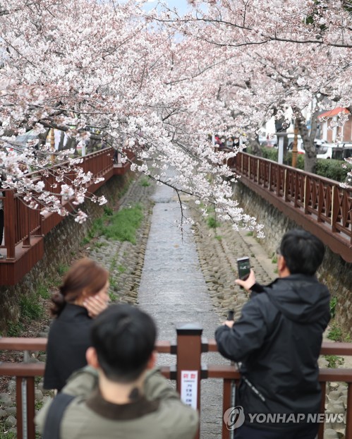 바야흐로 벚꽃 계절[연합뉴스 자료사진]