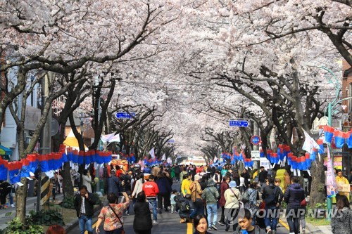 2019 제주왕벚꽃축제 개막