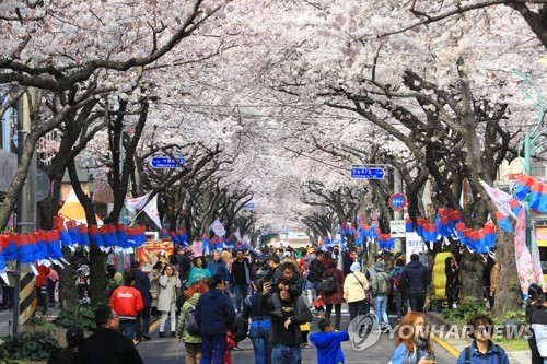 2019 제주왕벚꽃축제 개막