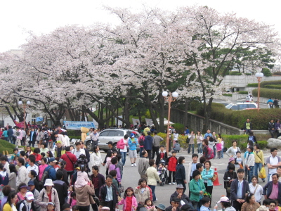 2008 가족과 함께하는 경기도청 벚꽃축제_2