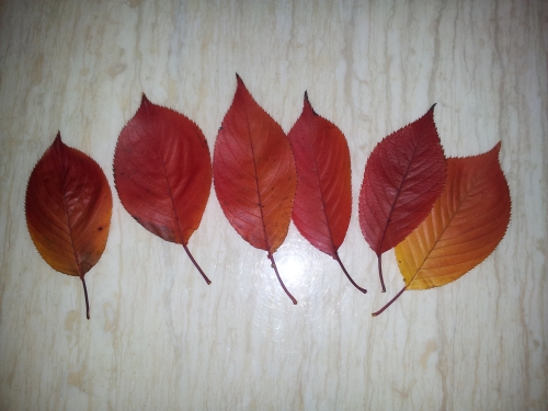 가을을 보내며..._1