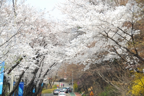 꽃도 사람도 하나가 된 경기도청 벚꽃터널_1